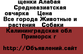 щенки Алабая (Среднеазиатская овчарка) › Цена ­ 15 000 - Все города Животные и растения » Собаки   . Калининградская обл.,Приморск г.